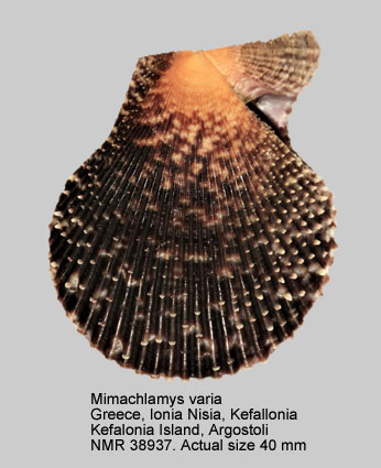 Mimachlamys varia (5).jpg - Mimachlamys varia(Linnaeus,1758)